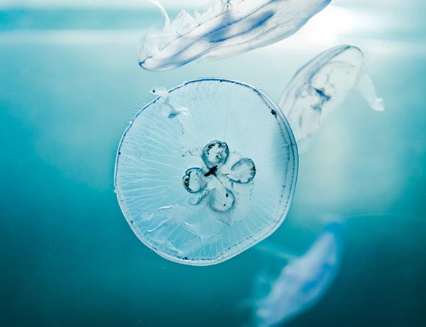 Una medusa translúcida flota bajo el agua, con su delicado cuerpo y sus intrincadas estructuras internas visibles, sobre un fondo azul verdoso con otras medusas de formas tenues cerca.