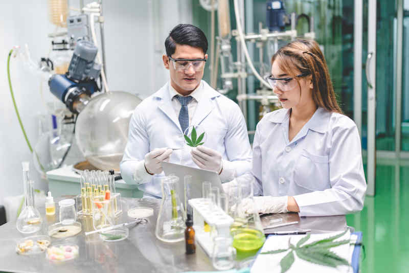 Recreación de un laboratorio de aceite de cañamo.